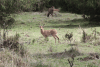 Bohor Reedbuck (Redunca redunca)