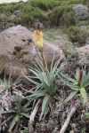 Red-hot Poker (Kniphofia foliosa)