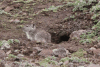 Blick's Grass Rat (Arvicanthis blicki)