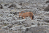 Ethiopian Wolf (Canis simensis)