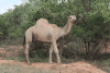 Dromedary (Camelus dromedarius)