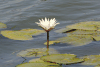 Water Lily