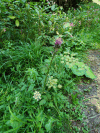 Marsh Thistle (Cirsium palustre)