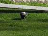 Hooded Crow (Corvus cornix)