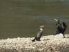 Great Cormorant (Phalacrocorax carbo)