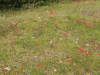 Field Wildflowers