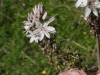 Branched Asphodel (Asphodelus ramosus)