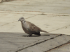 Eurasian Collared Dove (Streptopelia decaocto)