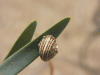 White Garden Snail (Theba pisana)