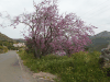 Judas Tree (Cercis siliquastrum)