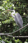 Cocoi Heron (Ardea cocoi)