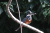 Ringed Kingfisher (Megaceryle torquata)