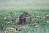 Red-rumped Agouti (Dasyprocta leporina)