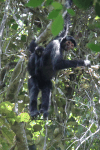 Red-faced Spider Monkey (Ateles paniscus)