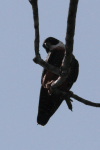 Orange-breasted Falcon (Falco deiroleucus)