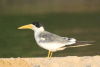 Birds in Guyana