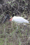 Jabiru (Jabiru mycteria)