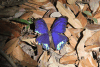 Menelaus Blue Morpho (Morpho menelaus)