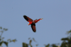 Macaw Flight