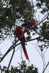 Scarlet Macaw (Ara macao)