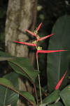 Heliconia (Heliconia sp.)