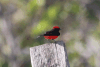 Vermilion Flycatcher (Pyrocephalus obscurus)