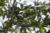 Lineated Woodpecker (Dryocopus lineatus)