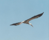 Birds in Hungary