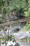 Long-tailed Macaque (Macaca fascicularis)