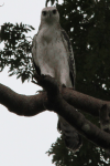 White-bellied Sea Eagle (Haliaeetus leucogaster)