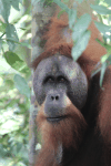 Sumatran Orangutan (Pongo abelii)