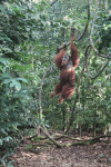 Sumatran Orangutan (Pongo abelii)