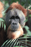 Sumatran Orangutan (Pongo abelii)