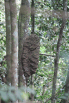 Termite Nest Tree