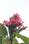 Temple Tree (Plumeria rubra)