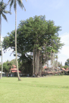 Sacred Fig (Ficus religiosa)