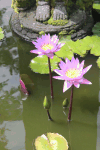 Water Lilies