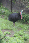 Birds in Indonesia