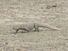 Walking Komodo Dragon Note