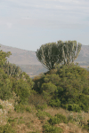 Tree Euphorbia (Euphorbia candelabrum)