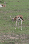 Thomson's Gazelle (Eudorcas thomsonii)