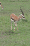 Thomson's Gazelle (Eudorcas thomsonii)