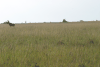 Southern Lioness Stalking Hartebeest