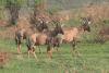 Serengeti Topi (Damaliscus lunatus jimela)