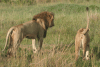 Southern Lion Couple