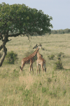 Maasai Giraffe (Giraffa camelopardalis tippelskirchi)