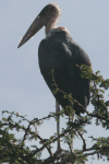 Marabou Stork (Leptoptilos crumenifer)