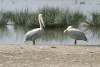 Great White Pelican (Pelecanus onocrotalus)