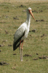 Yellow-billed Stork