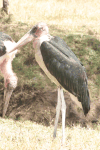 Marabou Stork (Leptoptilos crumenifer)